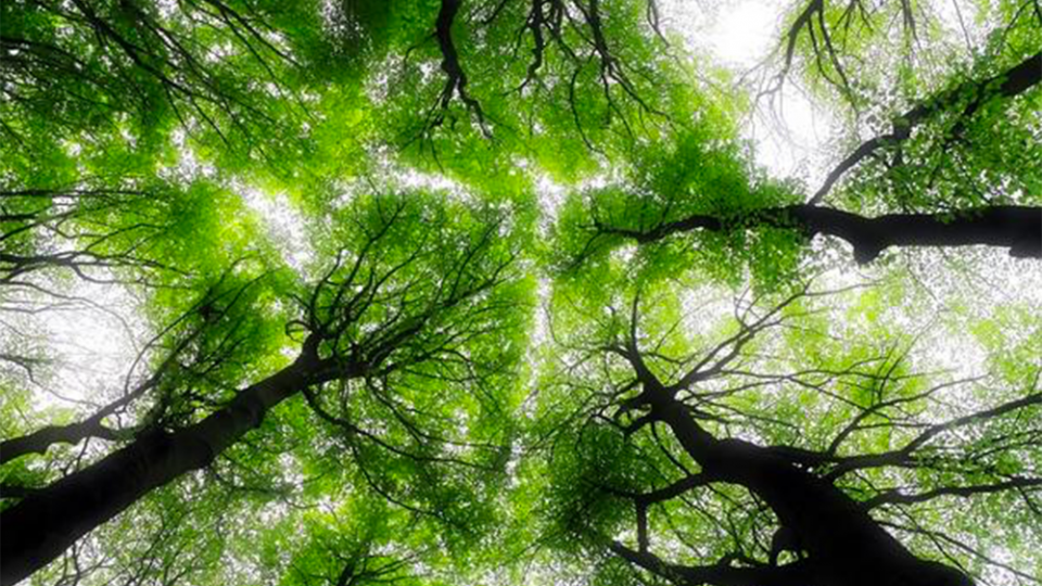 Why we need a ‘keep 1.5 alive’ equivalent for biodiversity?