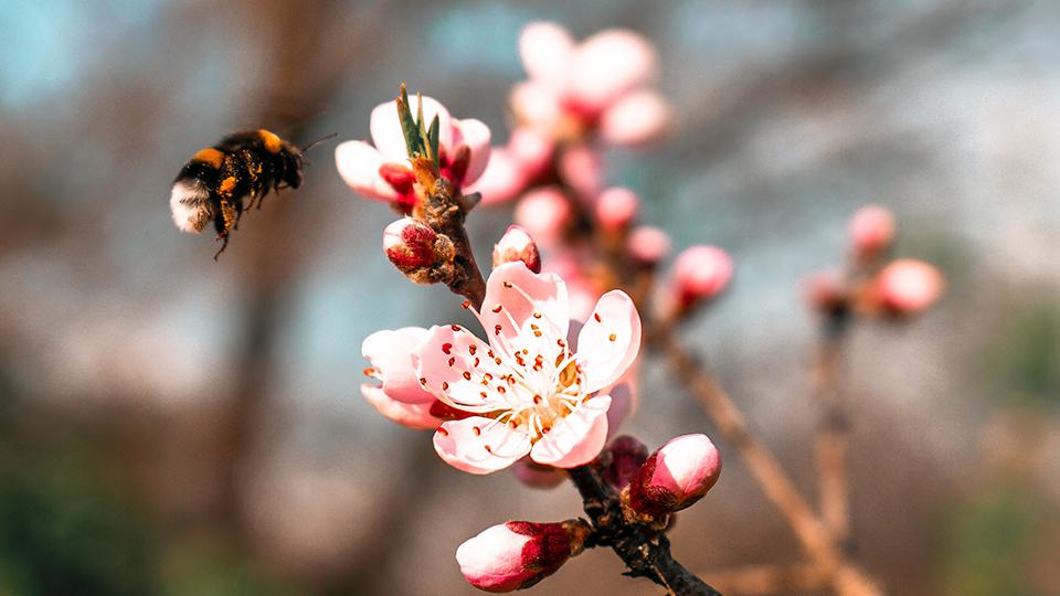 LFDE: Finance et biodiversité peuvent-elles faire bon ménage ? 