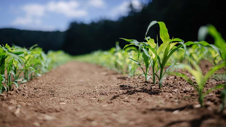 LFDE: Voedsel en biodiversiteit, de uitdaging van ons tijdperk