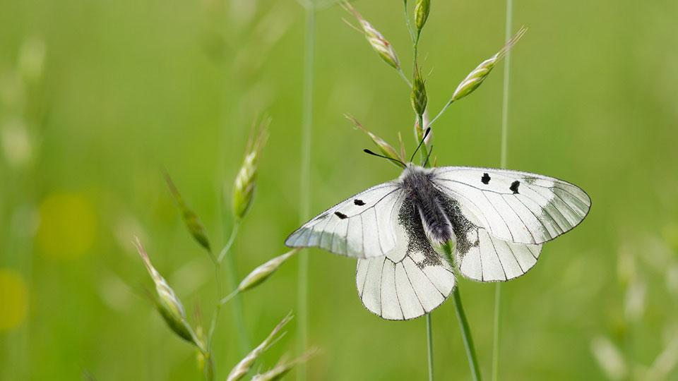 Tackle the three main drivers of biodiversity loss with listed equities